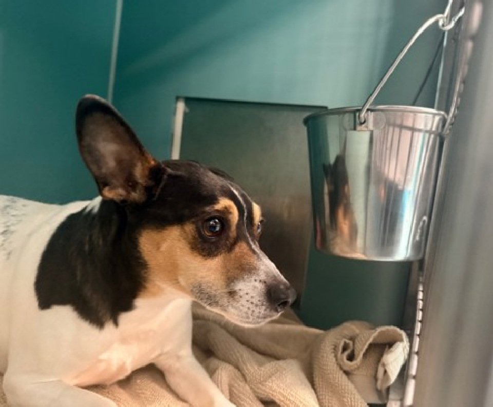 MyBoxerLuvMac1's tweet image. 💔Murphy💔
#NYCACC #243707 5y
▪️Listed TBK: 12/27💉 
#RescueOnly

Precious, sweet, 22lb boy's💔, surr after owner passed!
Of course grieving, fearful in care!
Stressed, panting.
Darling needs loving, quiet N.East #Foster, 4 security, 2 decompress.

DM @CathyPolicky
Pls #pledge…