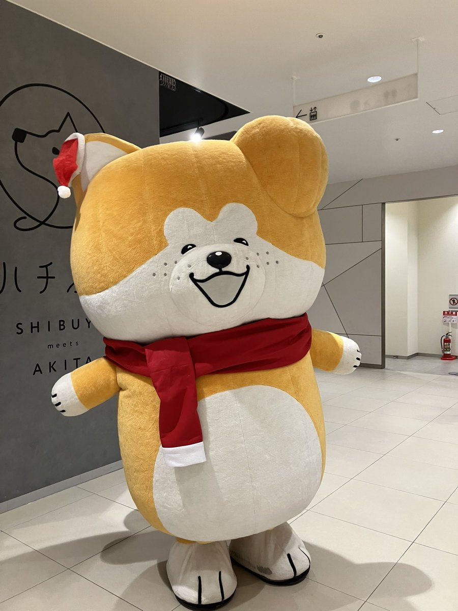 だいちゃん❣️ #hachiko #Akita #たれみみだいちゃん #ハチふる #秋田犬