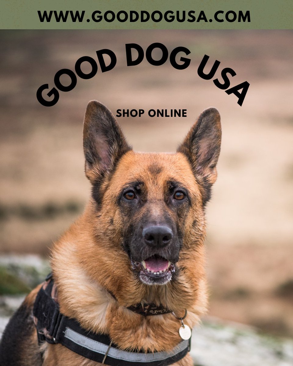 Good Dog USA tweet media