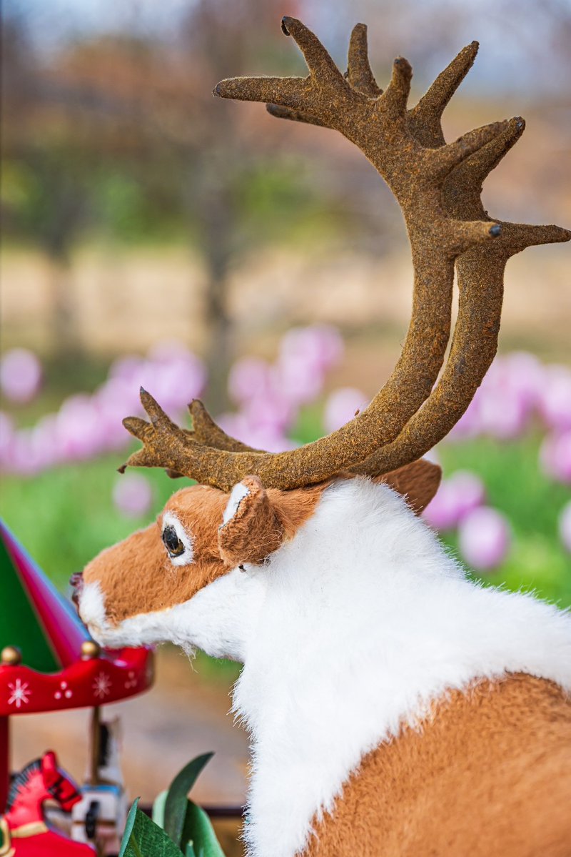 夜の大仕事に向け休息を取るトナカイさんがかわいい🎄
