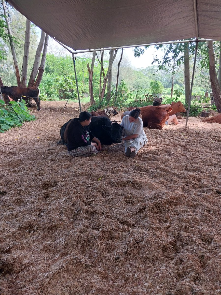 FreeRangeHumans's tweet image. We got to snuggle cows in Hilo ❤️🐮