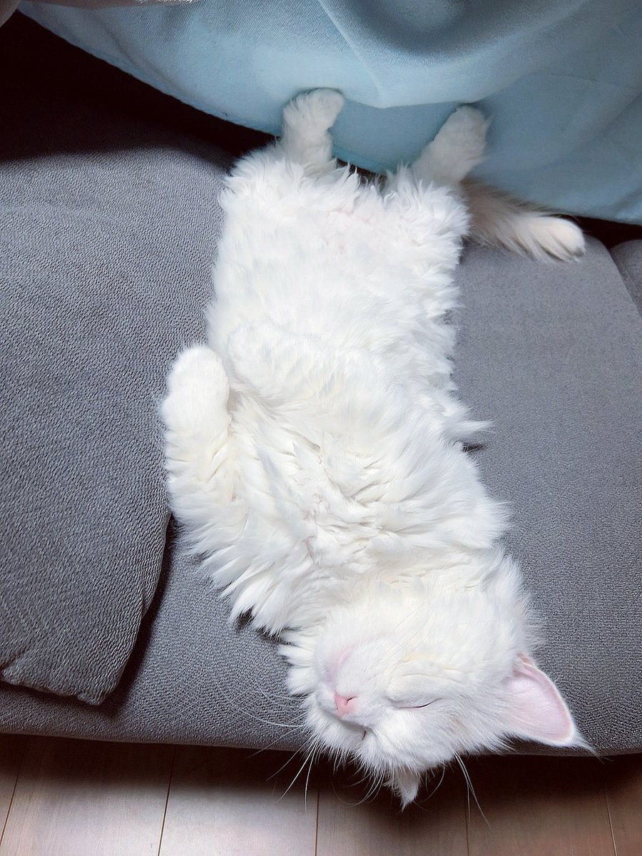 猫好きさんと繋がりたい