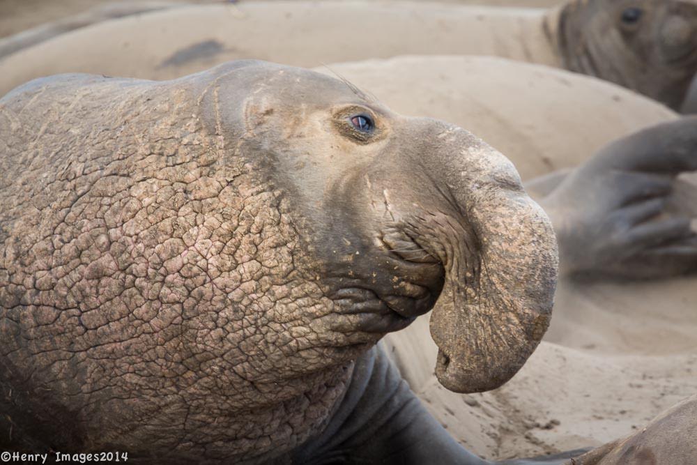 I made some elephant seal muffins.