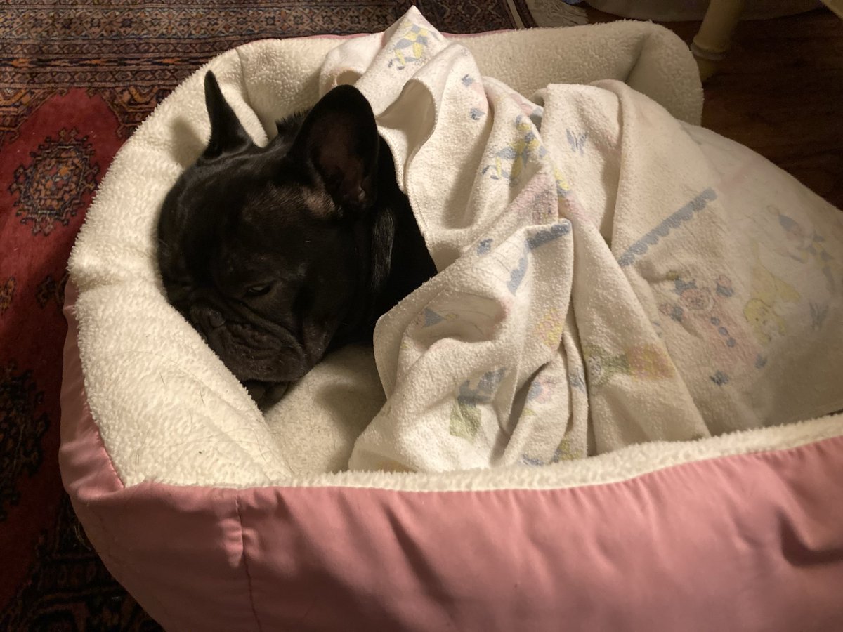 FrenchieColette's tweet image. Threw a party and ready to crash. #Xmas #frenchbulldogs #dogs