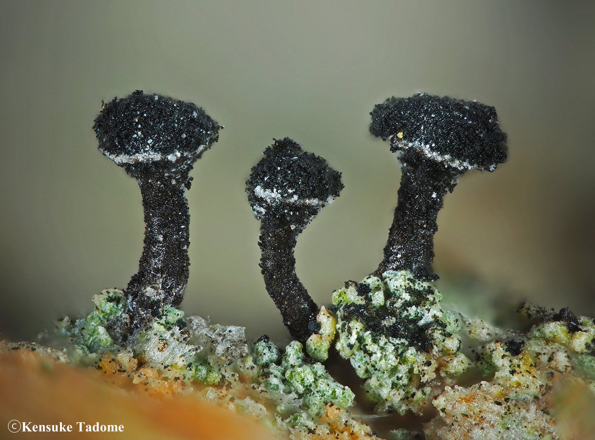 日本菌学会 (@Mycology_Japan) / Posts / X