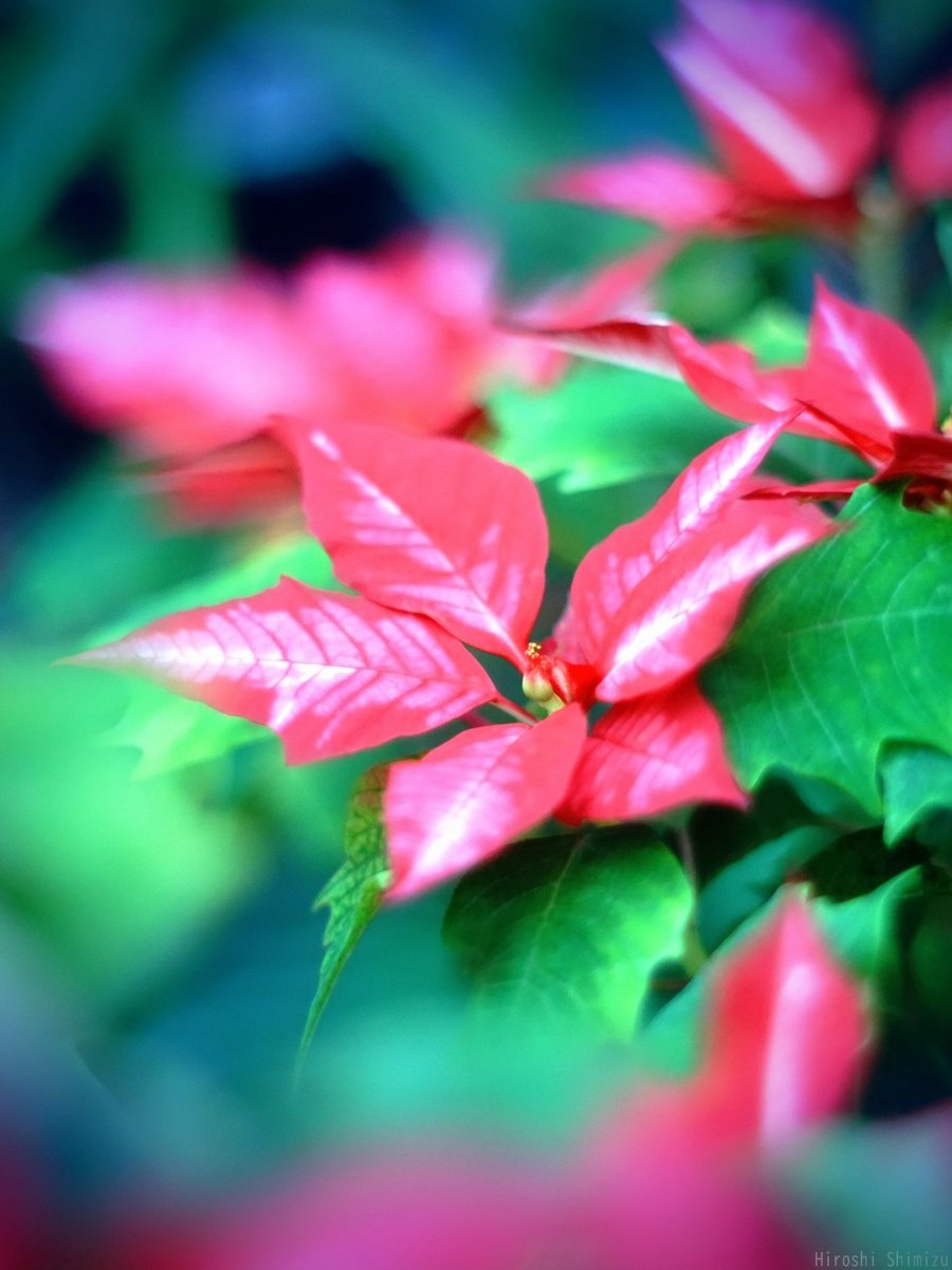 赤・白・緑のクリスマスカラー ポインセチア 珍しい品種アイスパンチは