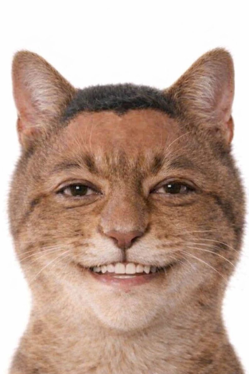 YWollf's tweet photo. @a5medv Cats in Egypt: 😭😭💀 https://t.co/yT6gPBidhF
