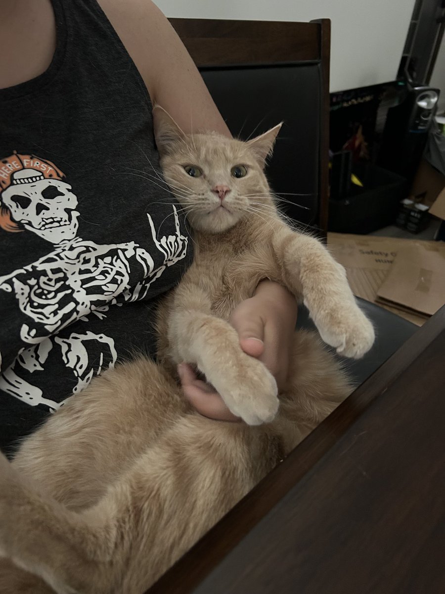 Zenith 🦇🌙🐈‍⬛ tweet media