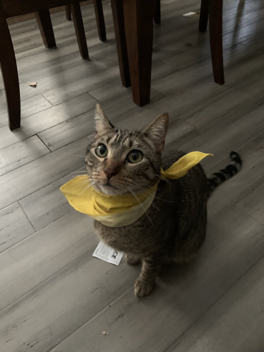 Zenith 🦇🌙🐈‍⬛ tweet media