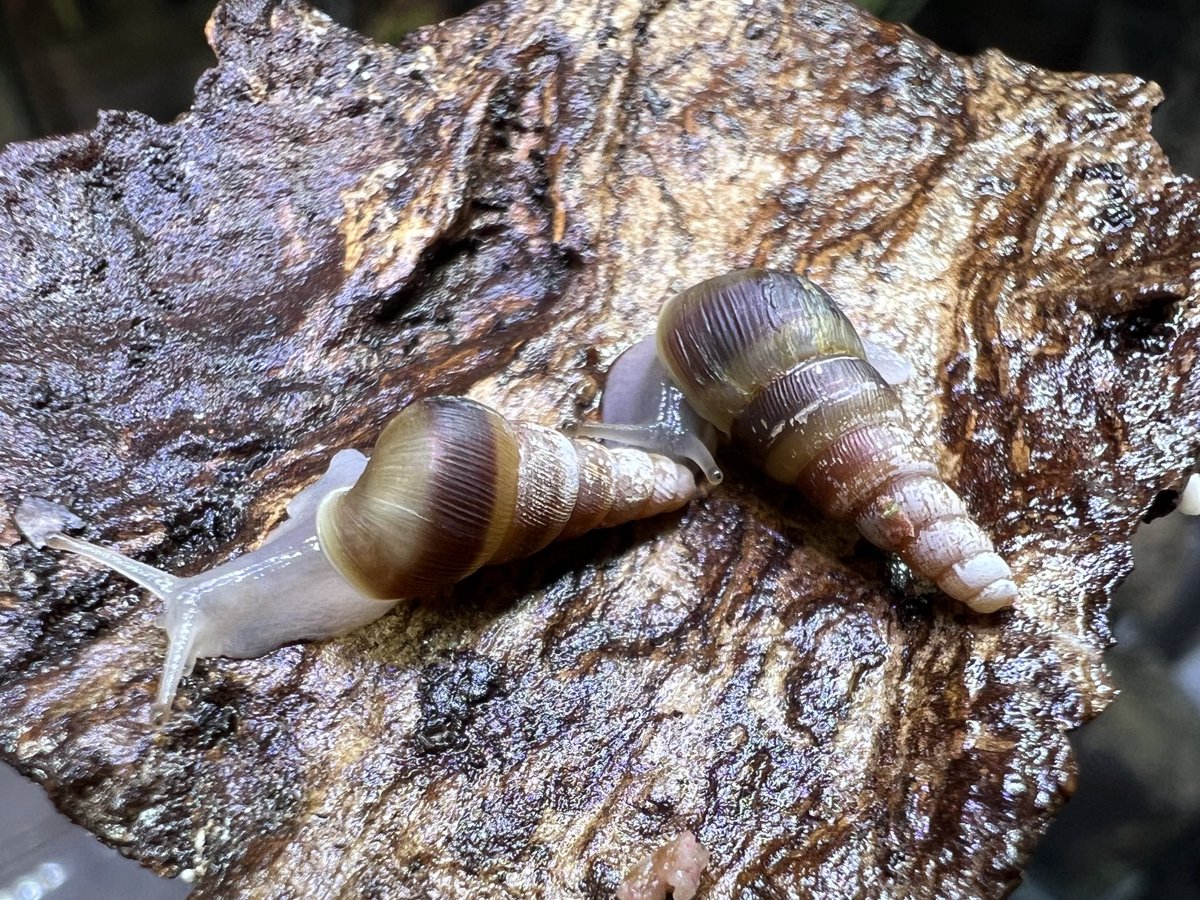 京@すわんぷて〜る12月21日 大阪AWAKE出店！年内最後の出店になります