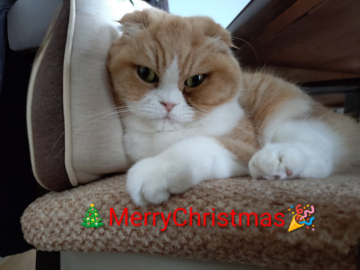 mofumomi's tweet photo. 今年は雪もなく、ちょっと過ごしやすいクリスマスイヴです🎄✨ https://t.co/lcr6ogB5Pu