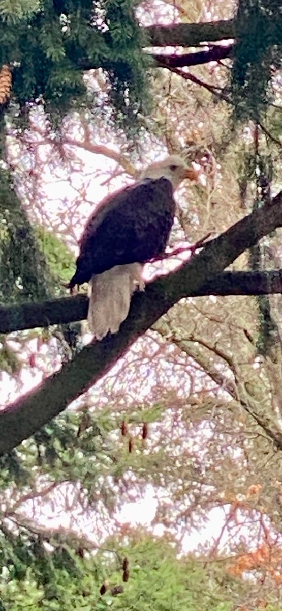 Pearson Air Museum tweet media
