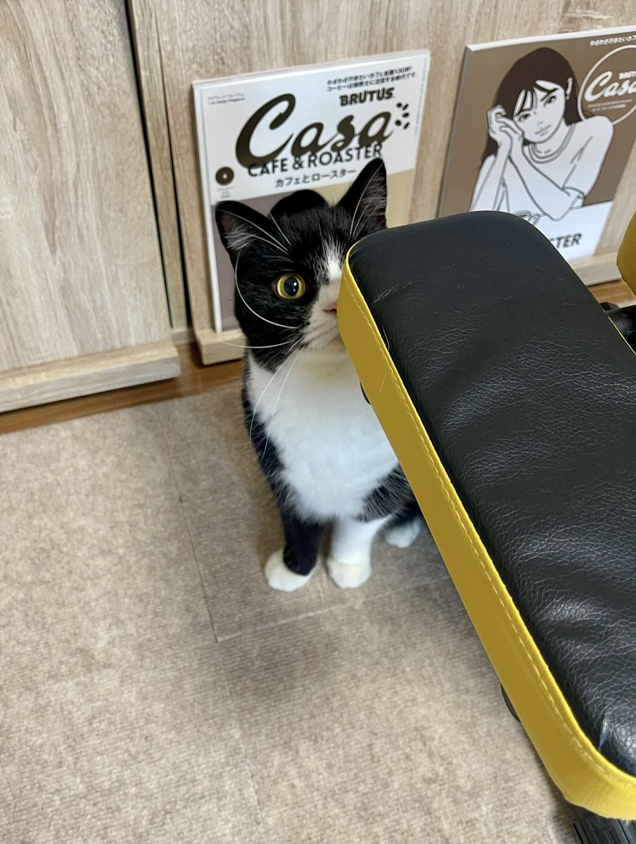 こたろう XS16-55N 耐久ネオロック ムラテックKDS 樹脂コート 両面目盛 幅16mm長