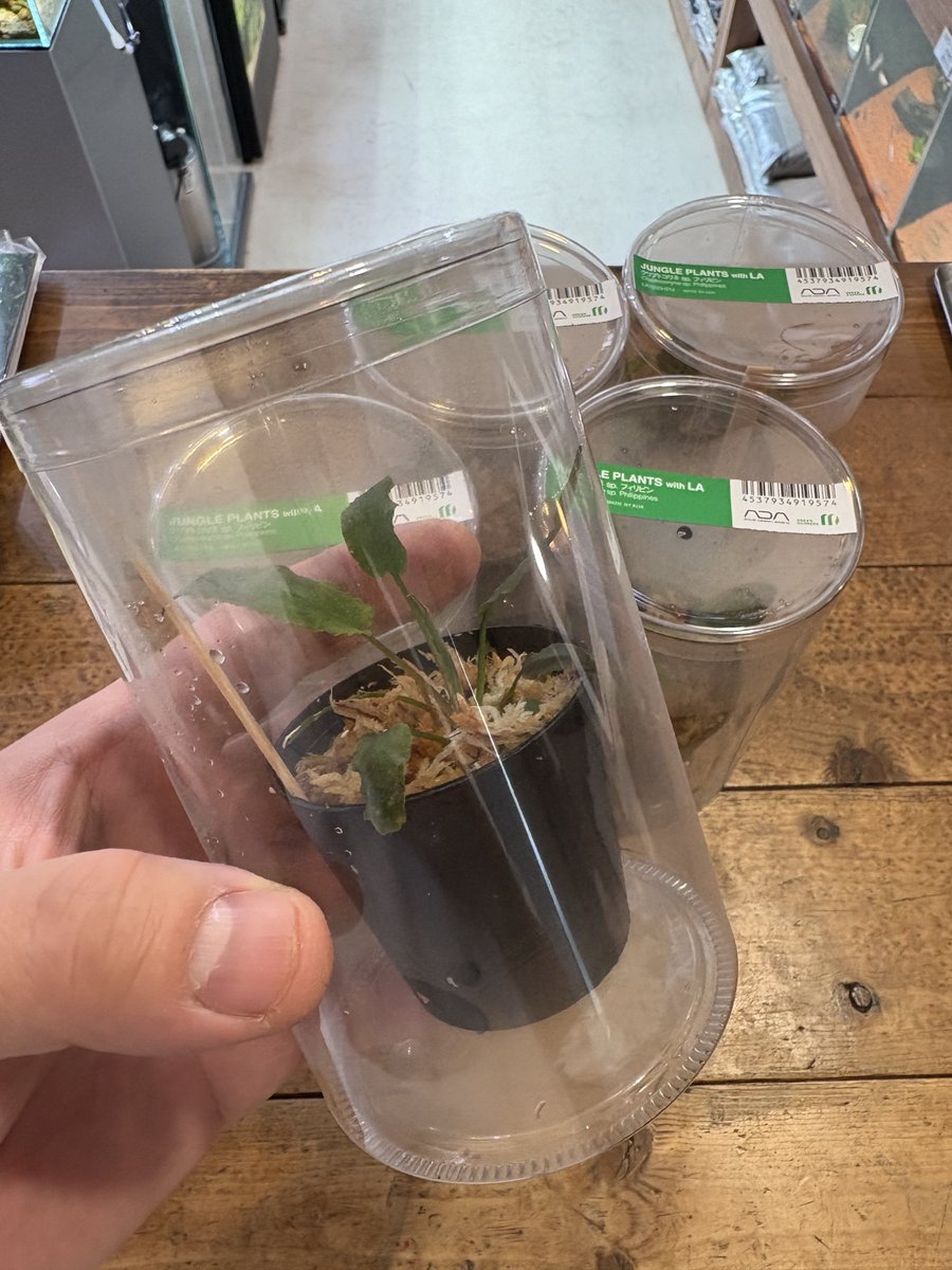 ADA クリプトコリネspフィリピン メール便無料】 Cryptocoryne - Yahoo!オークション クリプトコリネsp