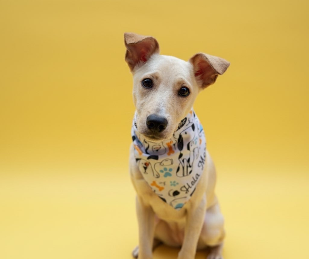 El pequeño Bruno está esperando una familia con urgencia.
Esta vez sí necesitamos que encuentre hogar lo antes posible, ya que aún faltan por rescatar a sus dos hermanitos.

Para poder resguardar a uno de ellos, Bruno primero debe ser adoptado, y solo cuando su hermanito