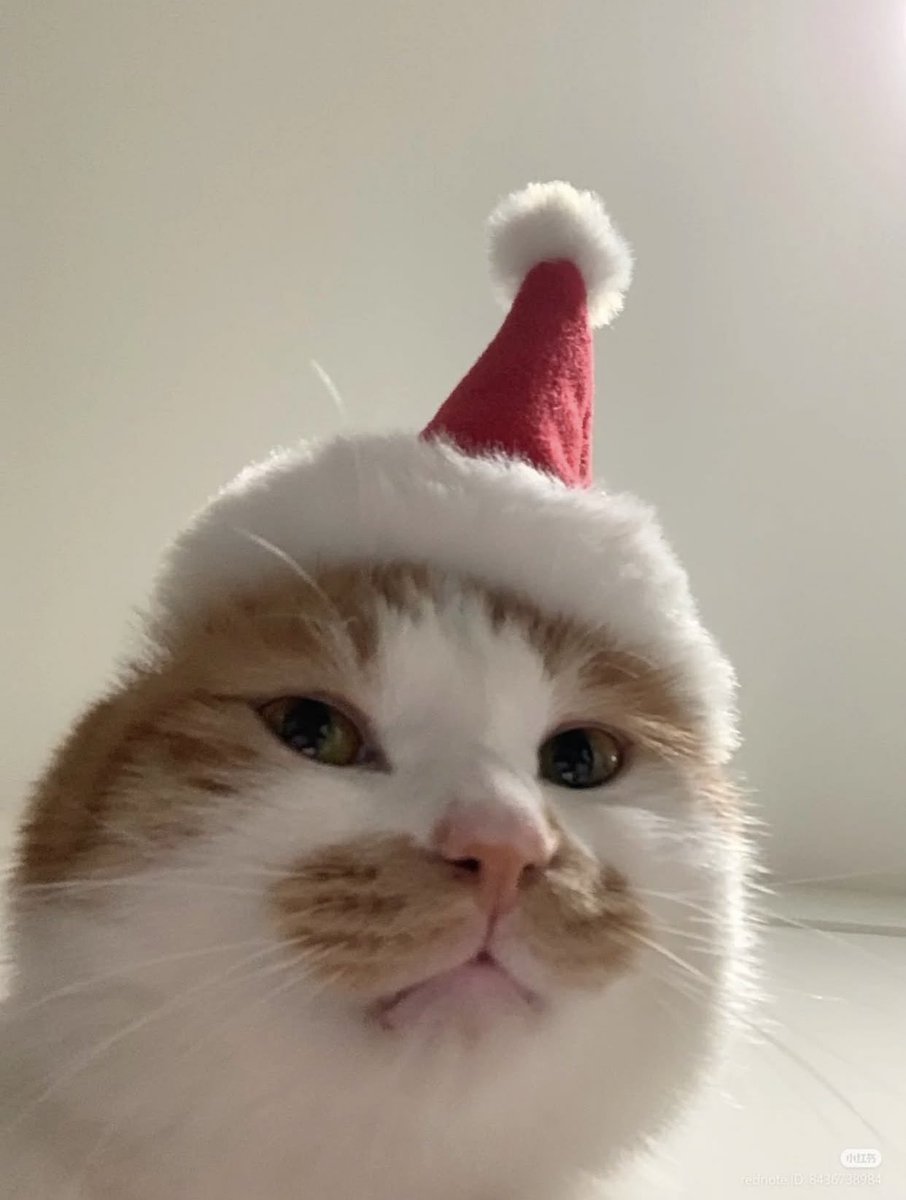 gatinarios's tweet image. 