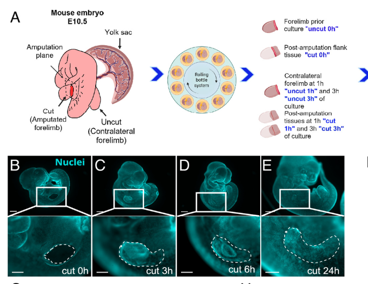 TimePie (focus on anti-aging science) tweet media