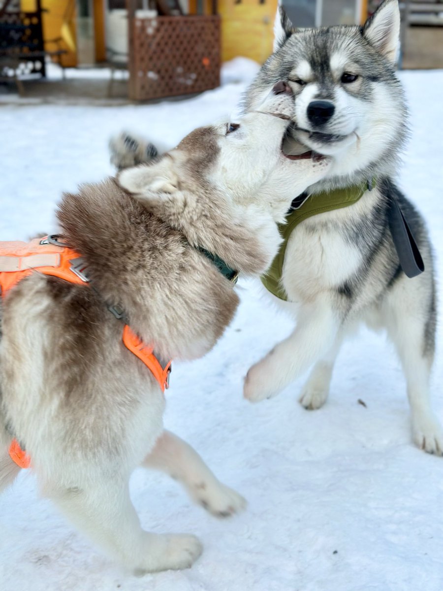 ®️様確認ハスキー　ラブラドール　龍 様確認ハスキーラブラドール龍