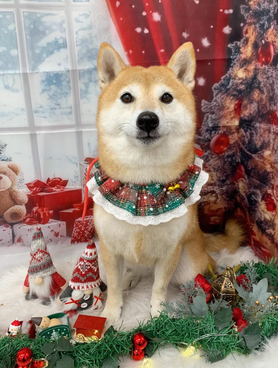 おとちゃん Amazon.co.jp: おとどちゃん 花柄パンツ ソフビ フィギュア 桂浜水族館