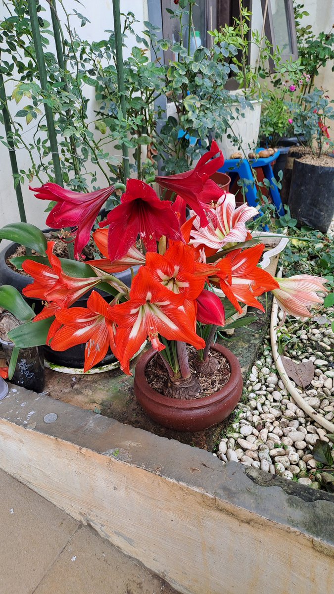 indaho_indah's tweet image. Festive!!!

#amaryllis