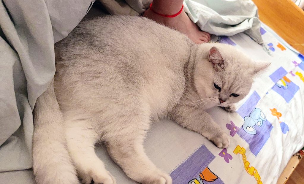 我家这俩猫都是甜椒婆（