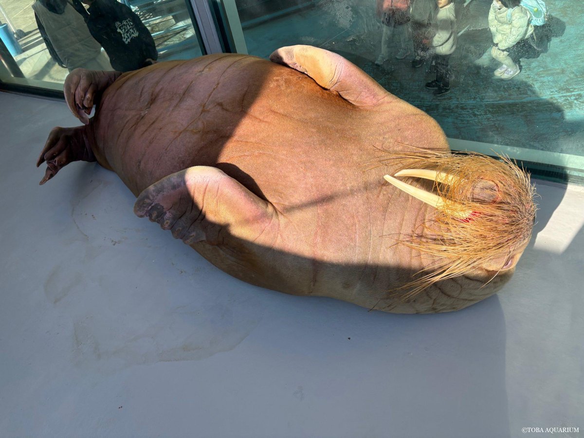 「世界セイウチの日」質問コーナー③: 今回の質問は「皮膚」について「触ると暖かいか、ひんやりしているか」という質問にお答えします！   答えとしては「タイミングによる」です！ 当たり前ですが水から出てすぐは水の温度なので冷ため、昼寝をしている時や起 dlvr.it/TPzpZ2