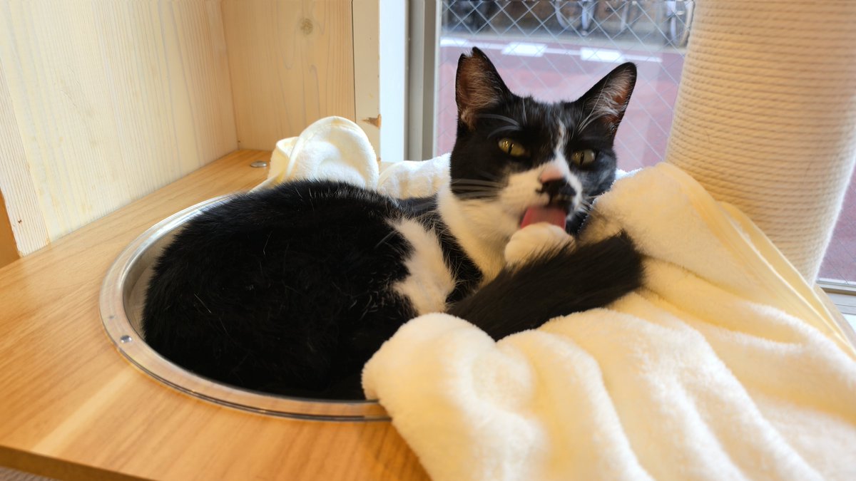 就労継続支援B型 保護猫カフェ にゃんプチーノ (@nyan_puccino