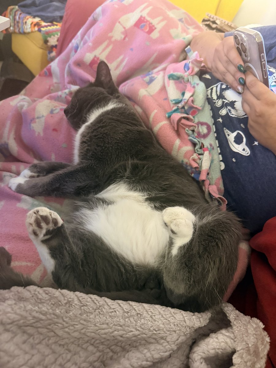 MeatloafTheHam's tweet image. #seriousposting from mom: the process of a cat coming into himself and growing to even greater love &amp;amp; trust is such a beautiful thing. Over the past month particularly it has been so special seeing Meatloaf become even more comfortable, affectionate &amp;amp; confident in his family (1/)