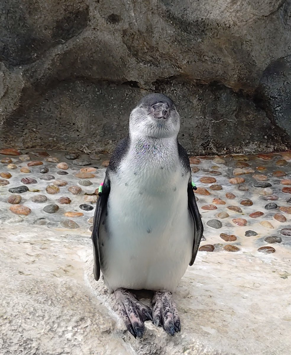 【ペンギンぷりん】 ペンギンぷりん】 ☆ペンギン☆ on X