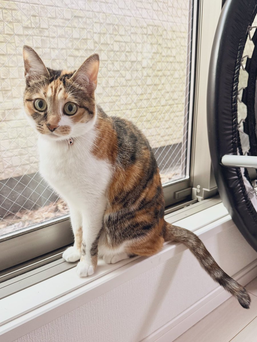 三毛猫様♡ありがとうございます♡ ありがとうございます 三毛猫のイラスト素材 [96333822] - PIXTA