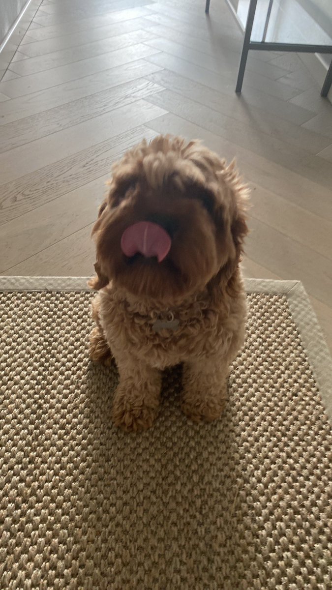 HenrikVincent's tweet photo. Verdens snilleste lille gutt ble påkjørt i dag og gikk bort💔 https://t.co/kudmTxwrj9