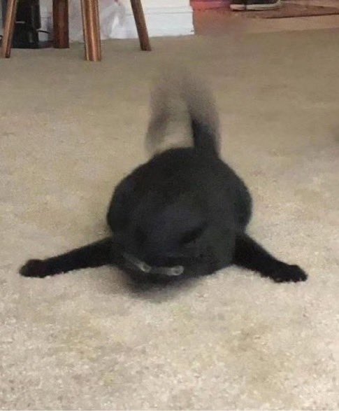 mleomp's tweet image. Guys she wants to have duck children with me