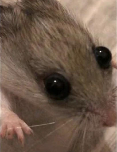 RubyVtuber's tweet image. Alors euh, live call of jeudi soir peut être ? (oui c'noël et alors? Blc)