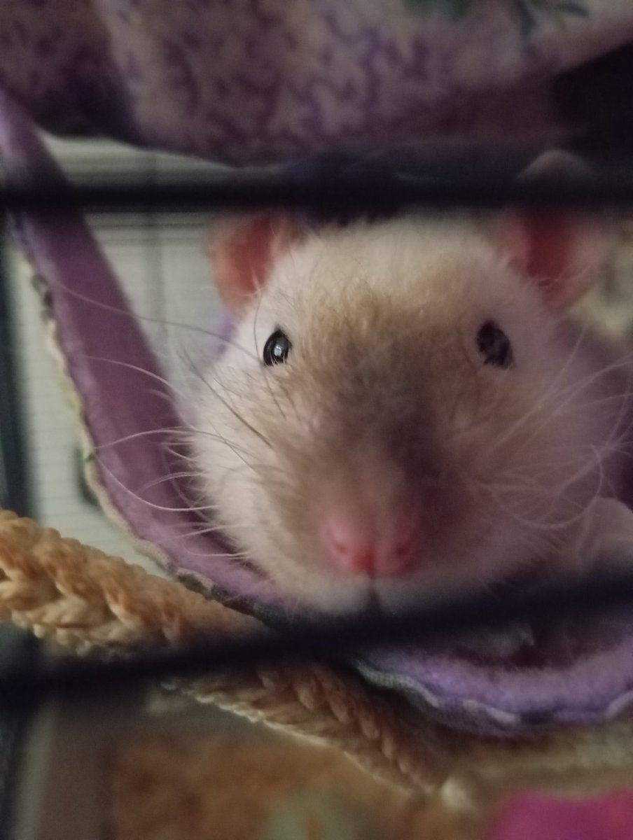 Happy holidays, human
