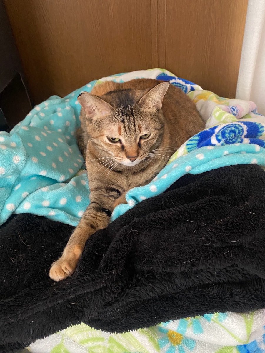 まだ眠そうですにゃฅ( ̳• ·̫ • ̳ฅ)
今日もニャルソックよろしくにゃ〜☀️
行ってきま〜す🎹