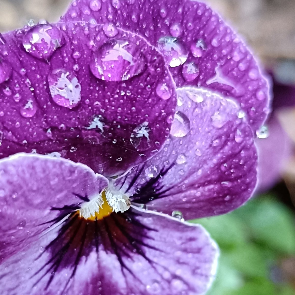 kinokdk's tweet image. 12/24(水)、おはようございます！

雨のXmasイブ😅
雨は夜更け過ぎに雪ヘと変わるでしょうか…

💐#TLを花でいっぱいにしよう
ビオラは雪よりも雨が嬉しいみたいです