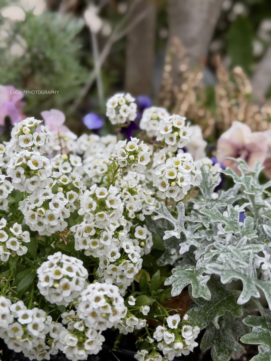 coco (@39coco39coco) / Posts / X