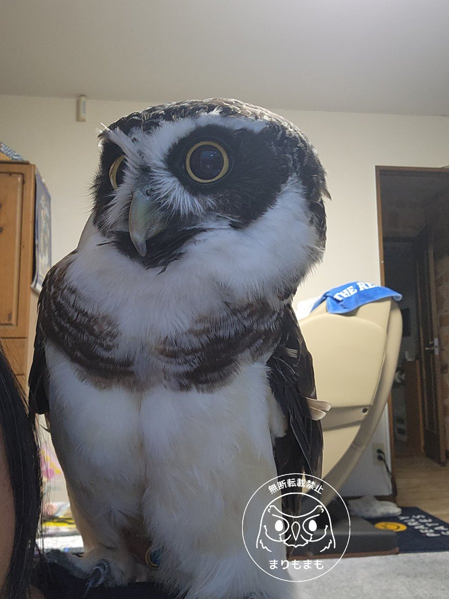 まりもまも (@marimomamo073) / Posts / X