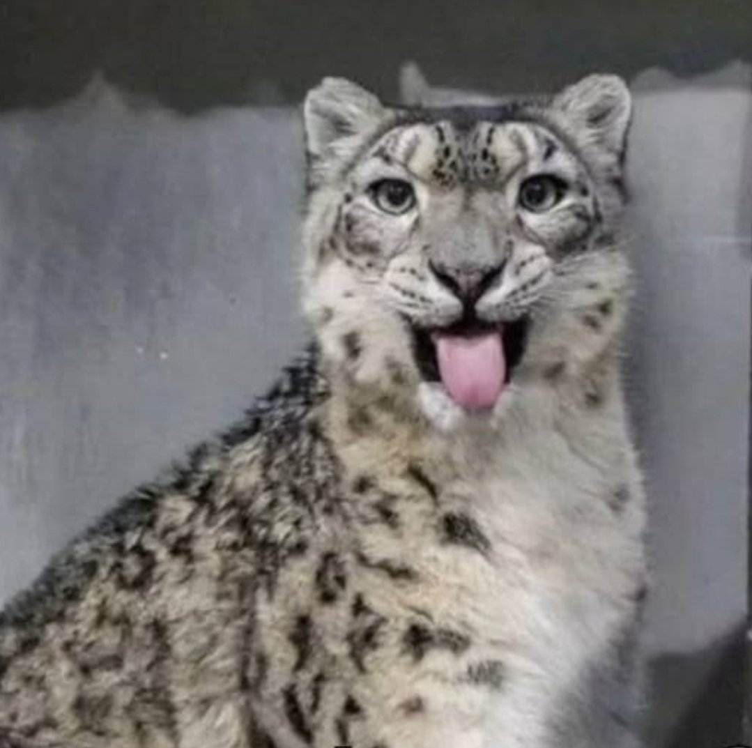 Sona VS IRL animal!! :3 ❄️

(Art by @.vetiver_n)