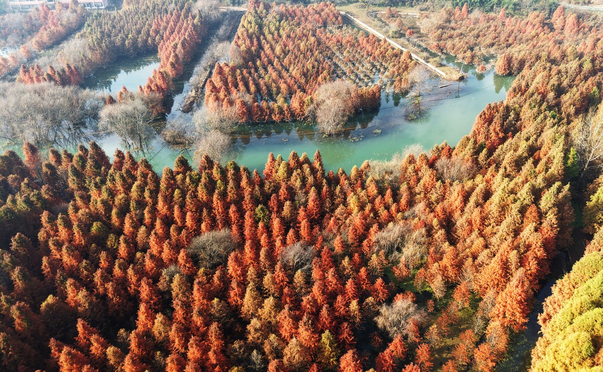 ChinaDaily's tweet image. #ChinaCanvas As early winter arrives, dawn #redwood forests glow with shades of red and gold at a #wetland in Dianwei village of #Kunming, #Yunnan province. bit.ly/49c0sE9