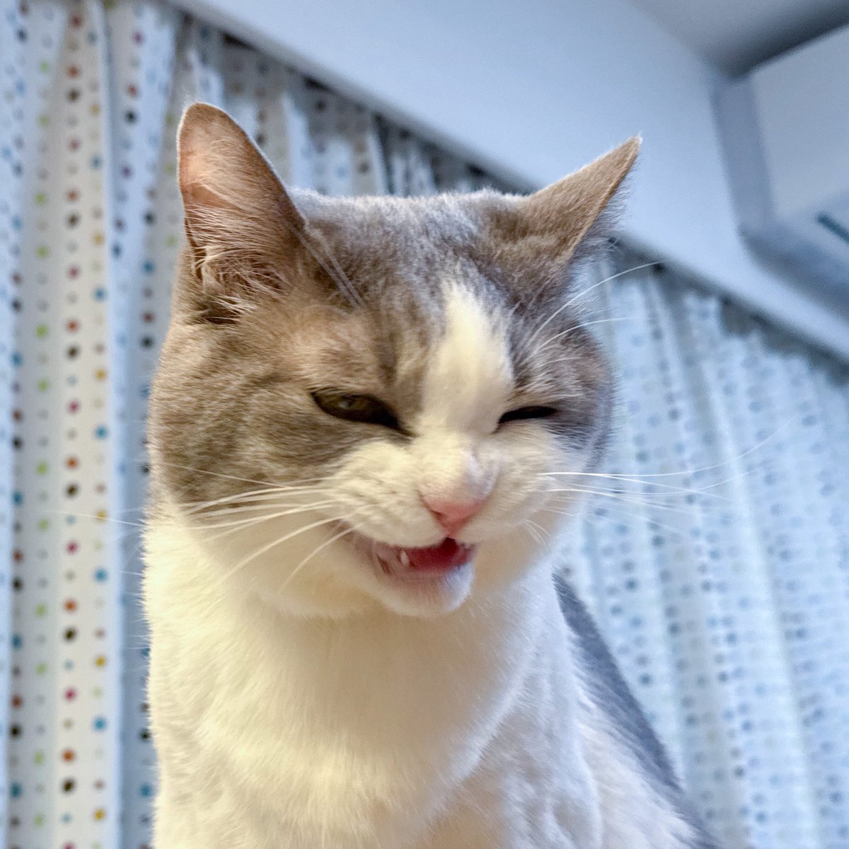 ももんじゃさま確認ページ♡ ももんじゃ (@_momonja) / Posts / X