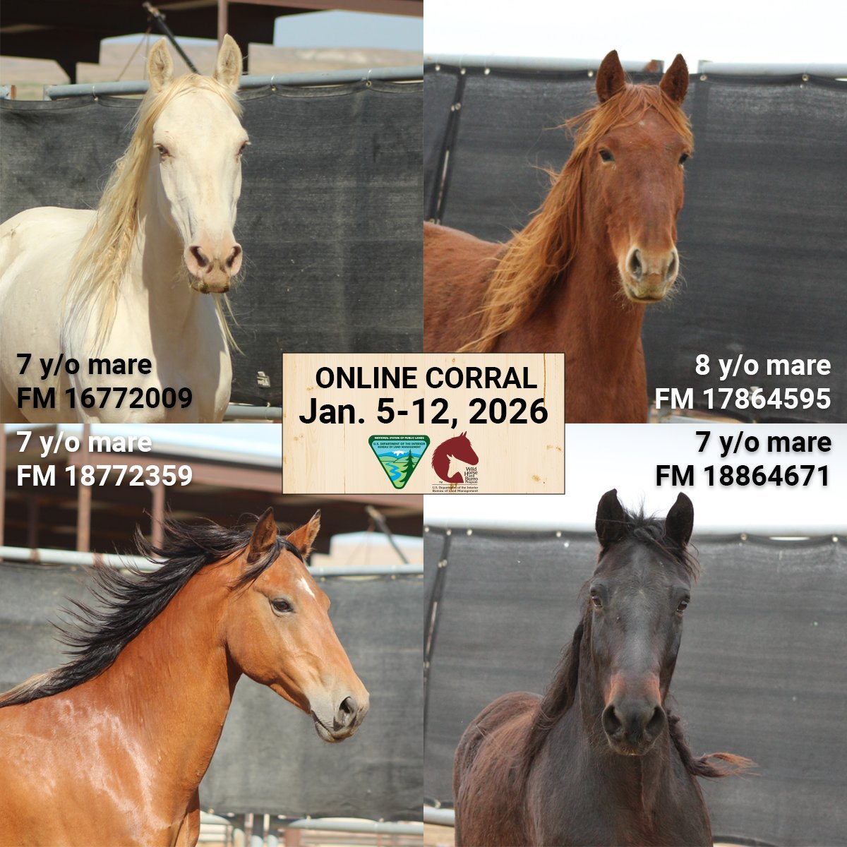 BLM Wild Horse & Burro Program tweet media