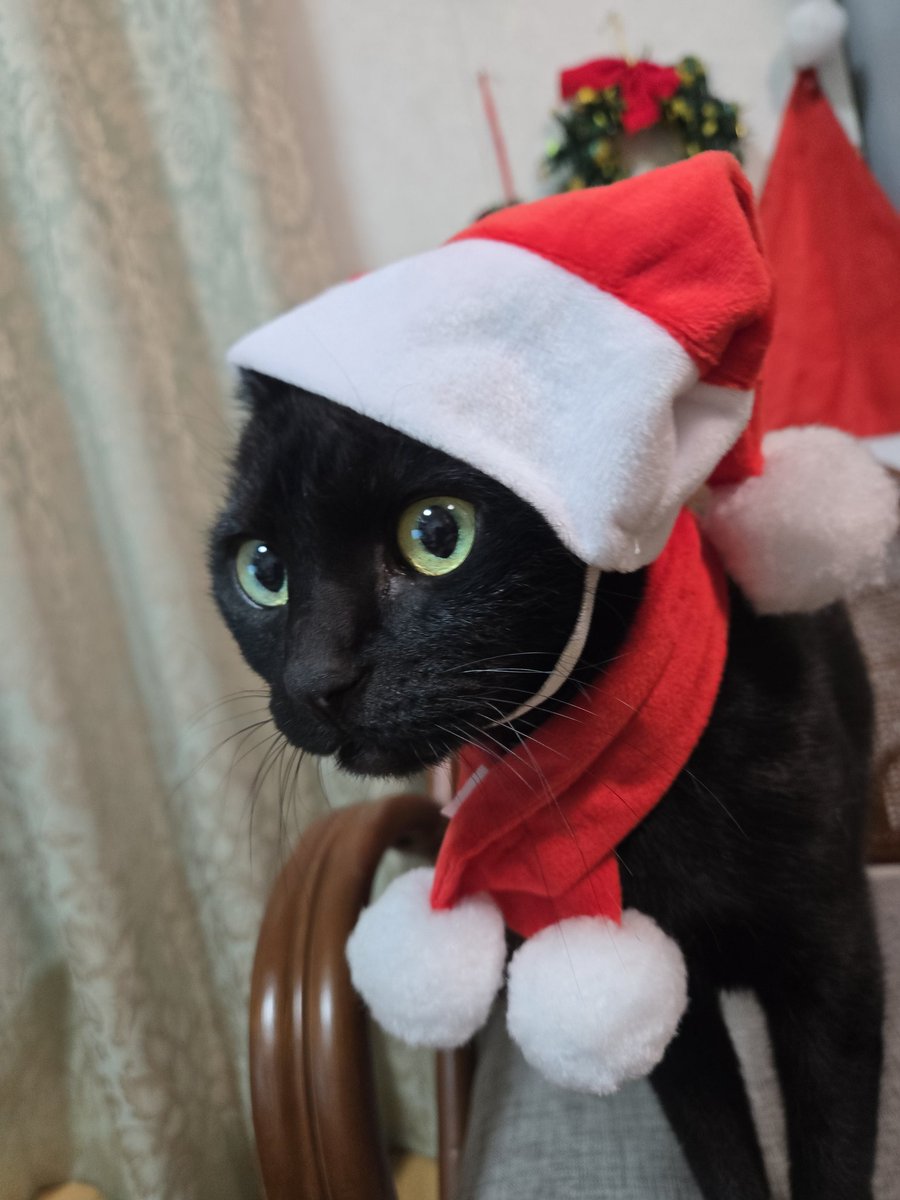 クリスマスイブ #黒猫🐈‍⬛ ダヤン、今日はクリスマスイブだよ✨🎄✨