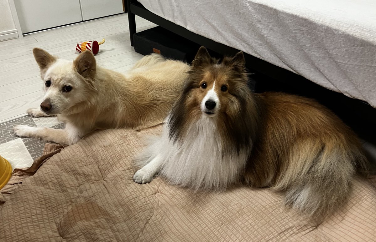 家族会議！
議題は今年のクリスマスはどう過ごすか🎄