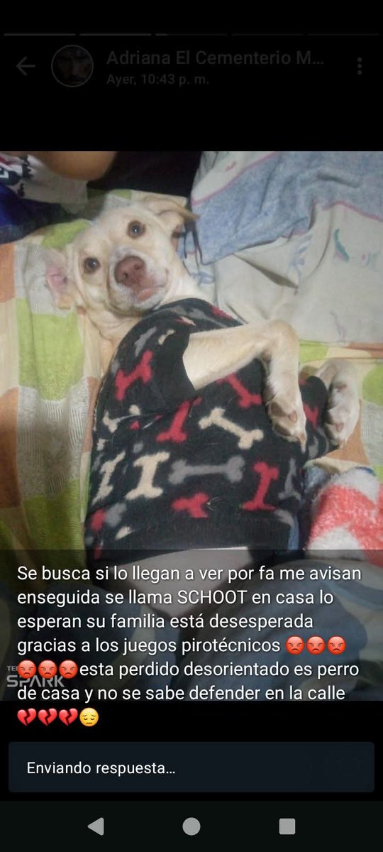 PerroUsuario's tweet photo. #SeBusca En la avenida principal del cementerio, por la parte alta. 
 Tiene 3 días perdido.
+58 412-8066853. Caracas https://t.co/K55b5KFcf7
