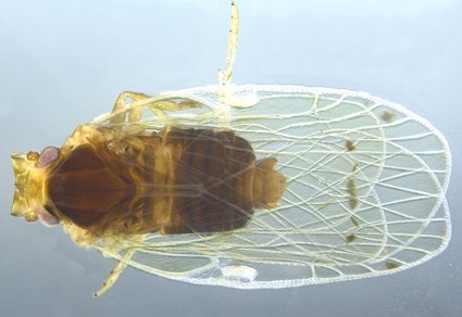 Zootaxa updates tweet media