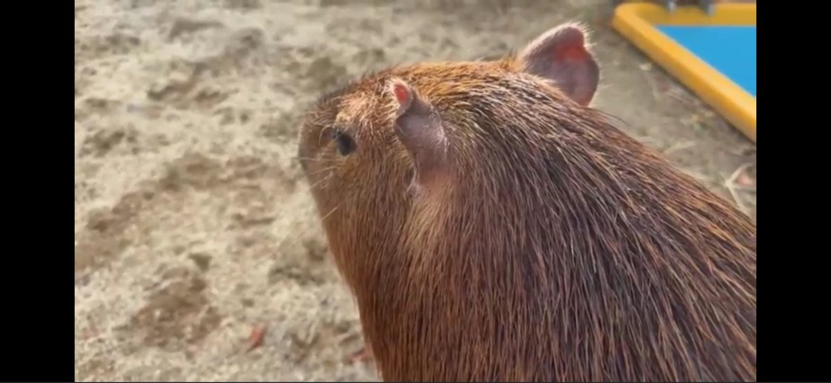 Rimuuuuuu1202's tweet image. 水曜日のマロンちゃん🌰
おはようございます( *´꒳`*)੭"
今年も残り1週間で終わっちゃう(՞ ̥_  ̫ _ ̥՞)
本日もゆるゆると過ごそう🫶