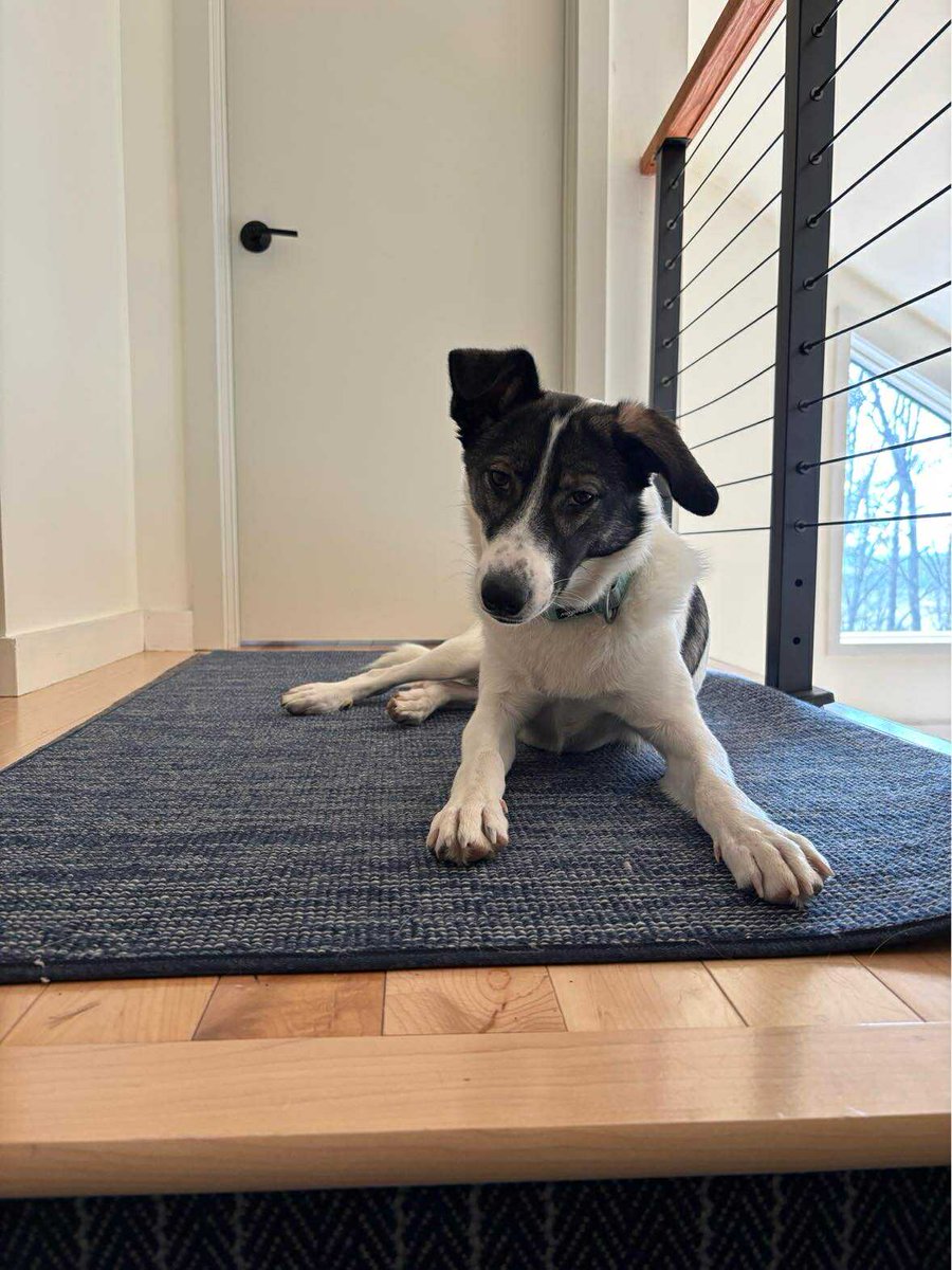 KSARshelter's tweet image. 🐶 Foster or Adopter Needed for Louise 🐶
A gentle girl ready for her second chance
Meet Louise, a beautiful Lab/Hound mix from Afghanistan who will be 2 years old on 2/15/26. She’s a sweet, sensitive soul who is now thriving and ready to find a loving foster or forever home.…