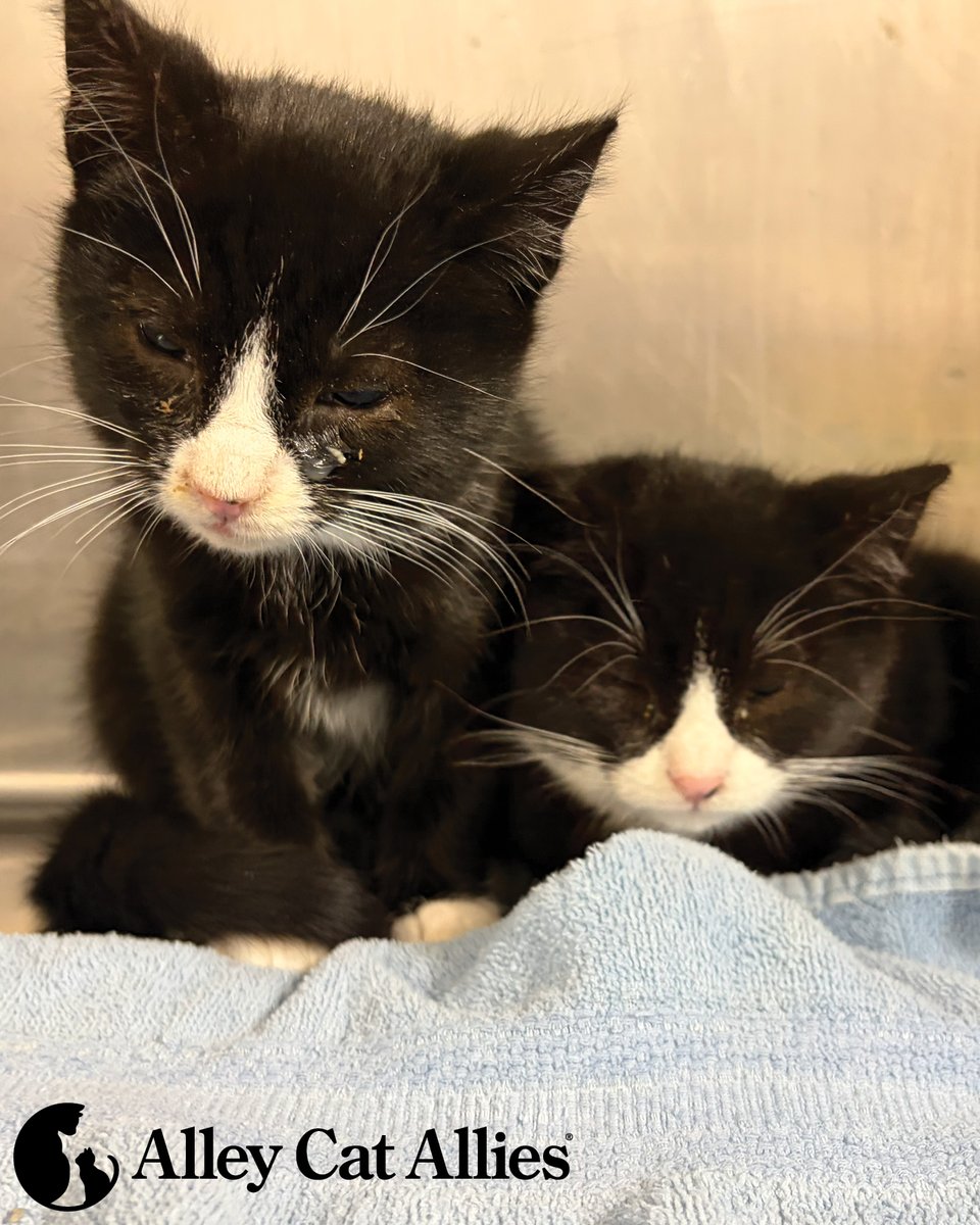 Alley Cat Allies tweet media