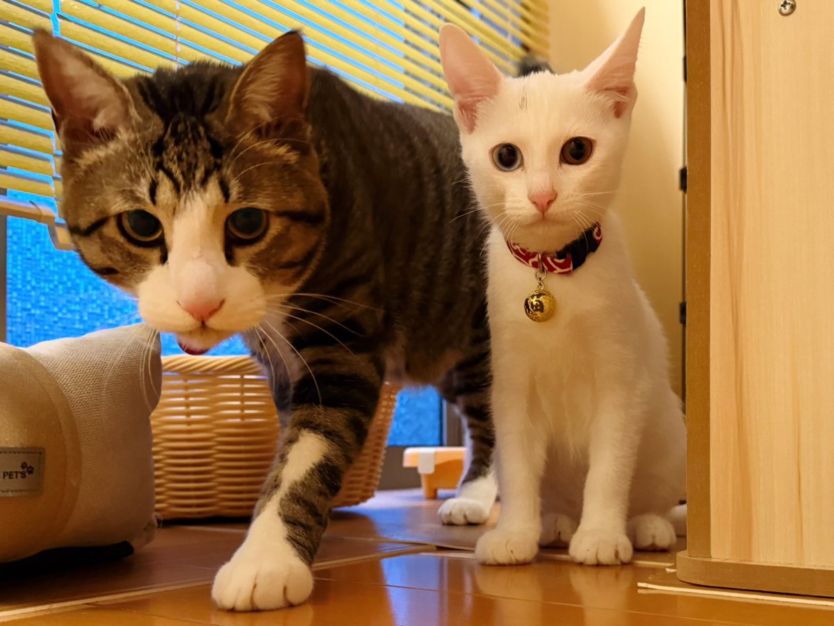 よくある｢ウチの可愛い妹に…｣って出てくる怪物級の兄みたいな図